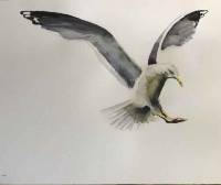 Ordered:sold 27x35cm Aquarell seagull in flight