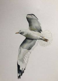 Sold Aquarelle 27x35cm seagulls flight