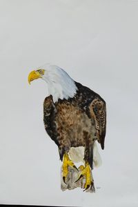 Sold whiteheaded eagle