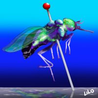 bug in blue digital art