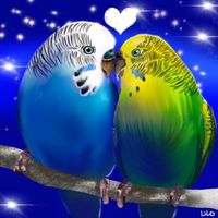 lovebirds digital art